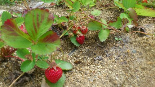 収穫しました(^-^)/