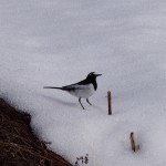 今日から３月です