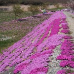 芝桜鑑賞のお客様に駐車場開放