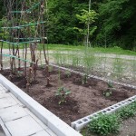 今年もミニ畑で野菜作りを !
