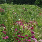べにばな霊園　お花畑