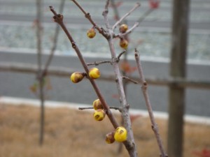 季節は冬なのに・・・。