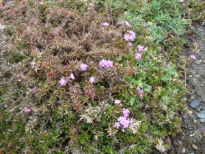 春の陽気は一休み。