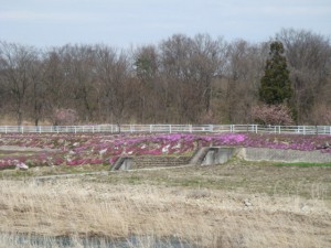 芝ざくら開花情報。