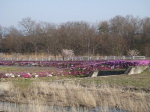 芝ざくら開花情報。