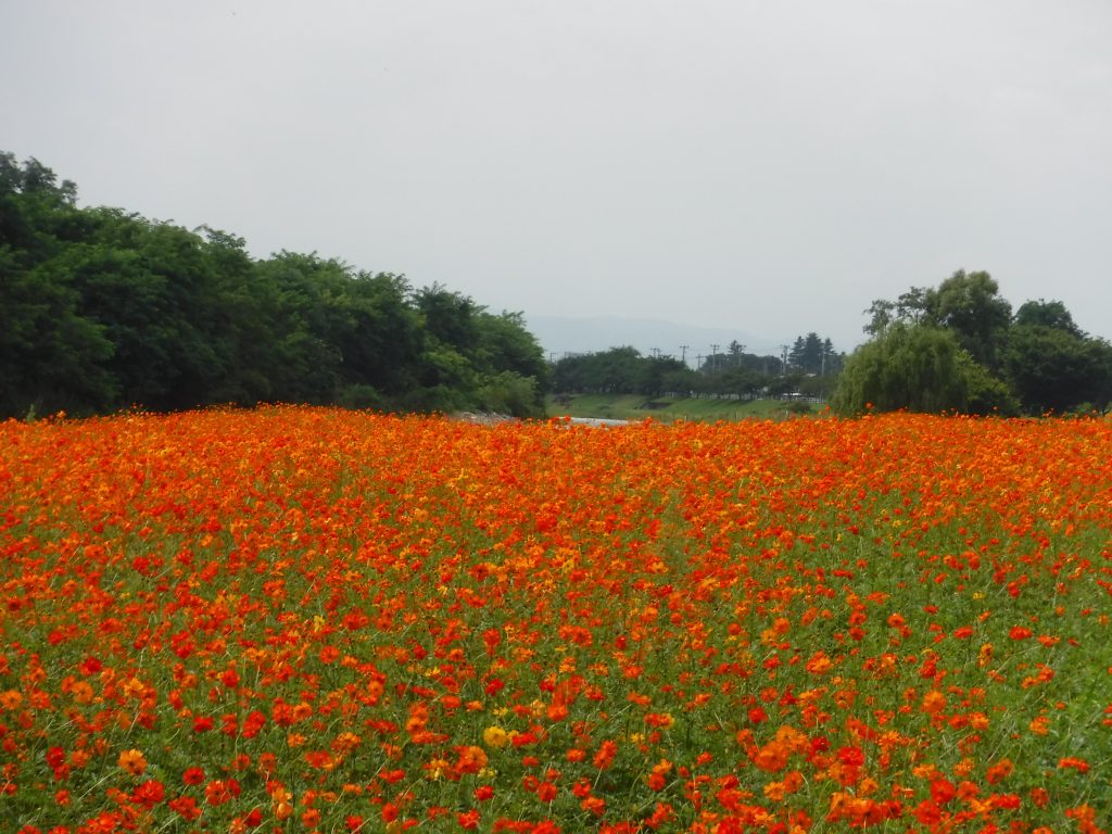 燃えるようなキバナコスモス