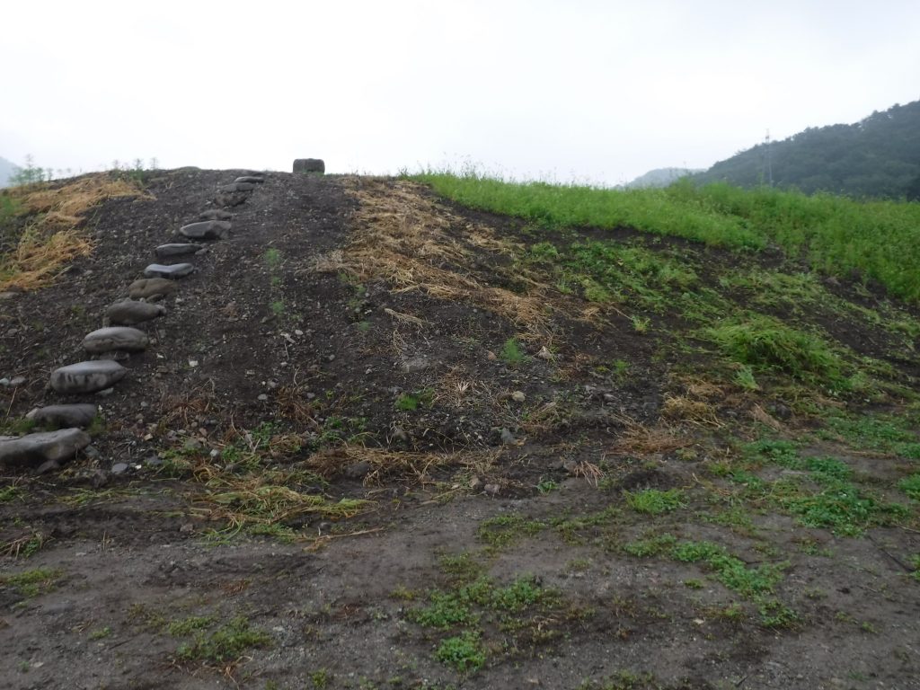 べにばな霊園のコスモス畑