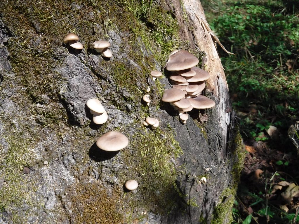 “秋真っ盛り”