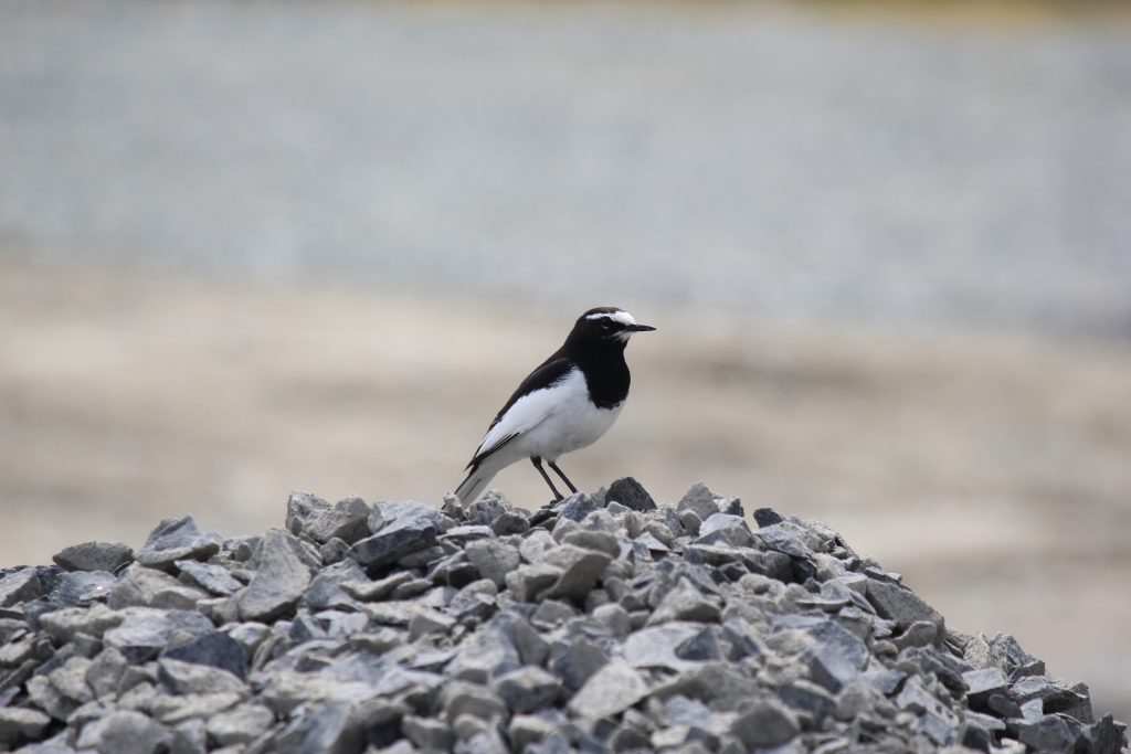 立谷川の芝ざくら　開花状況