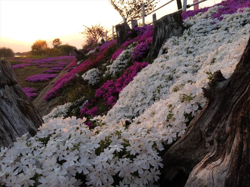 芝ざくら写真コンテスト結果発表！