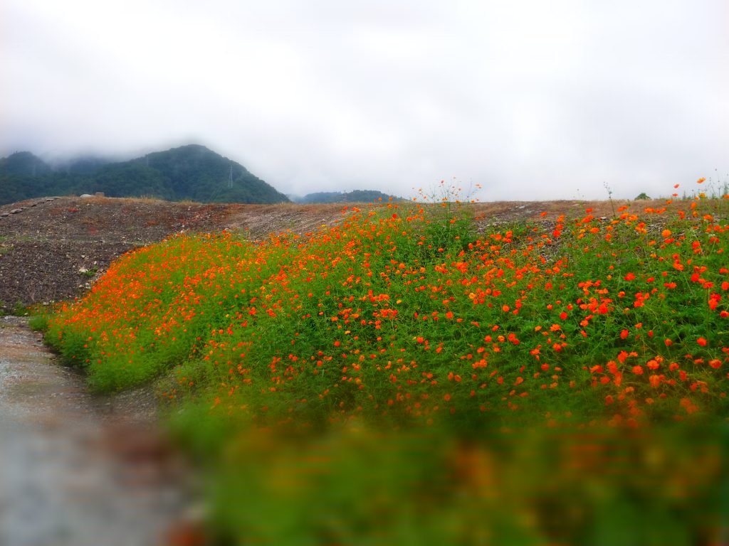 秋の風物詩『コスモス（キバナコスモス）』