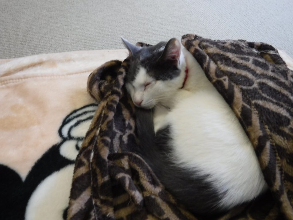 新スタッフのご紹介