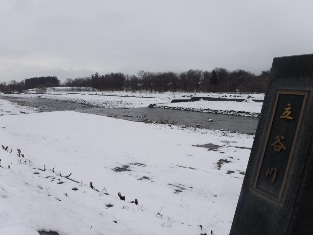 どうなることやら、今年の芝桜
