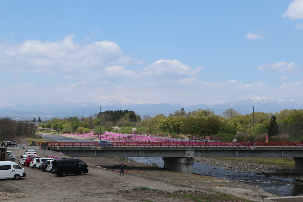 立谷川　今が見頃の　芝ざくら
