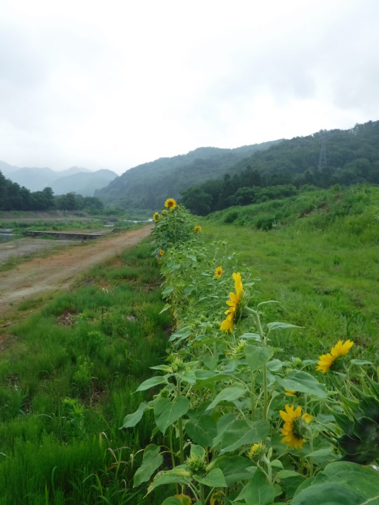 夏の風物詩『ひまわり』