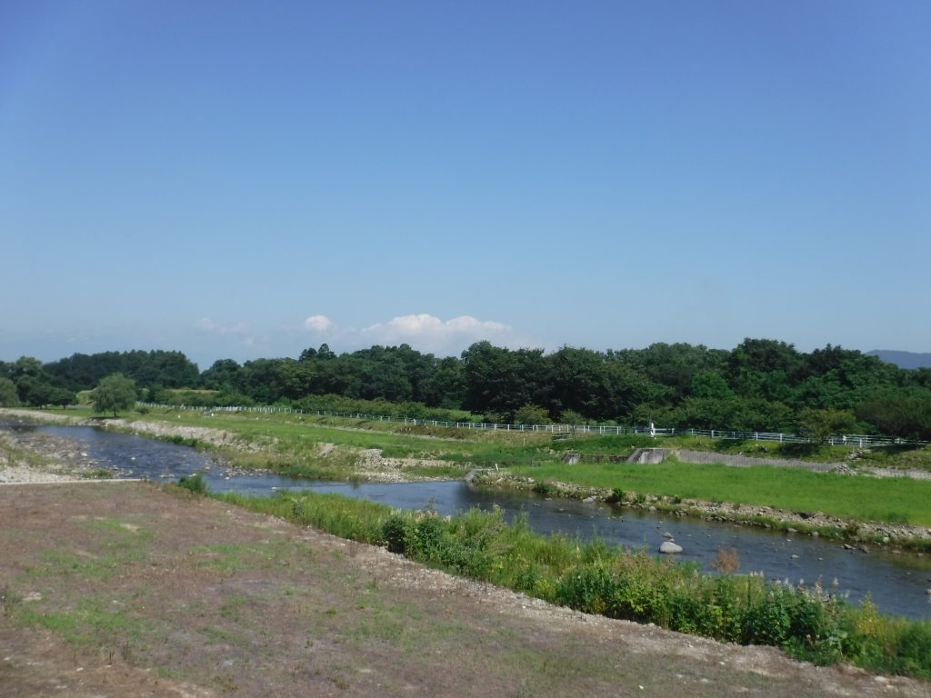 早くもキバナコスモスが・・・