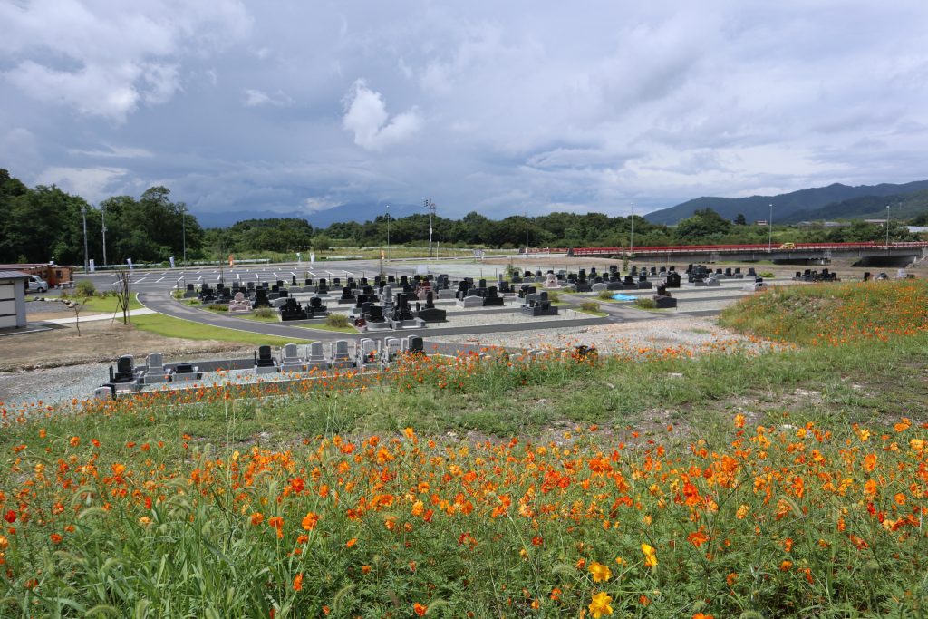 見事に咲いた『キバナコスモス』