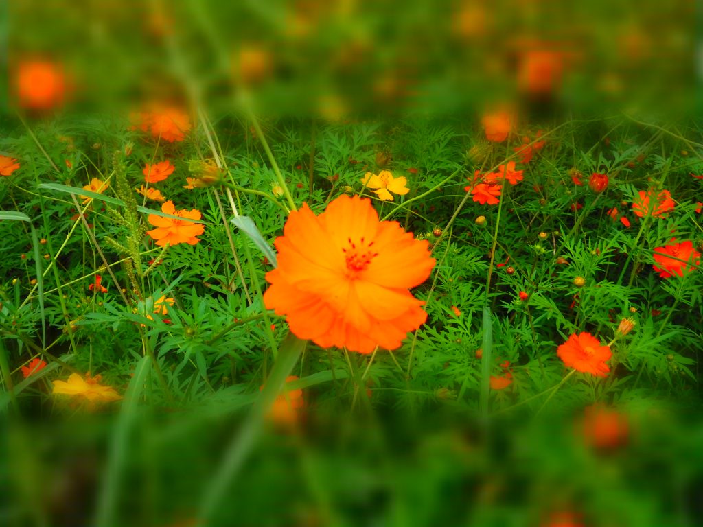 花の命は短くて