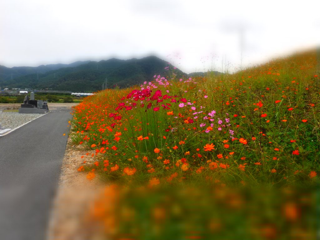 秋彼岸　お参りのついでにコスモス観賞