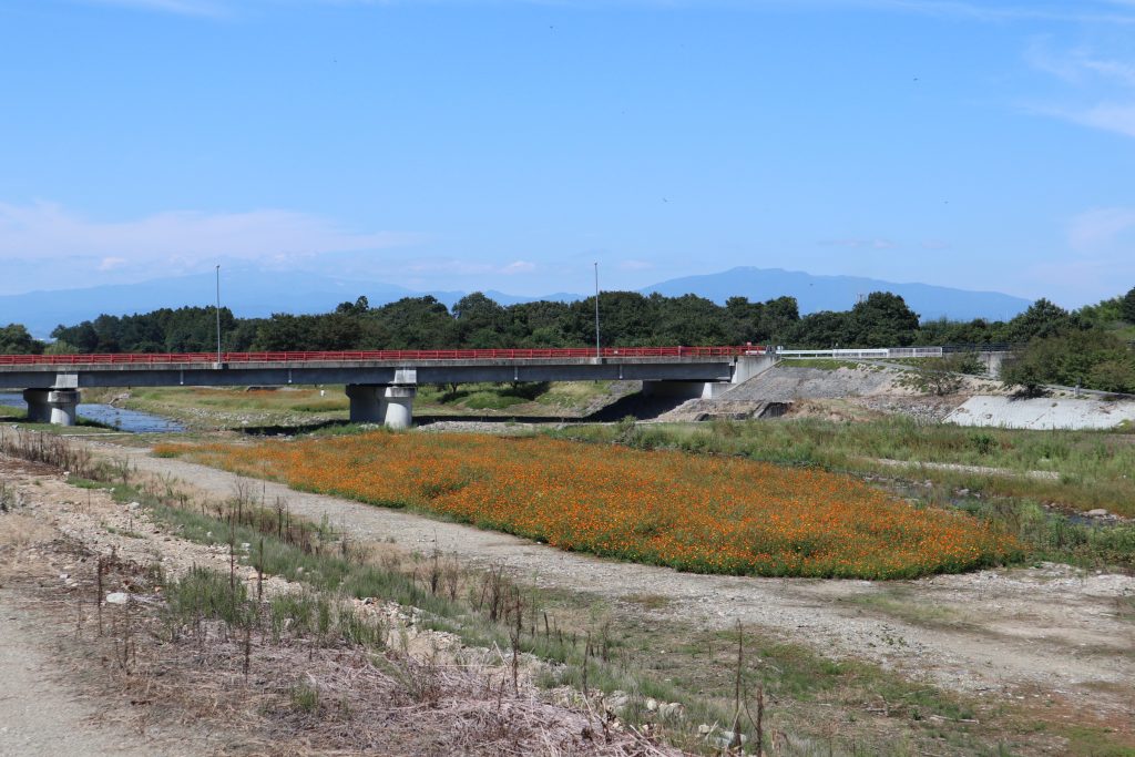 キバナコスモス情報