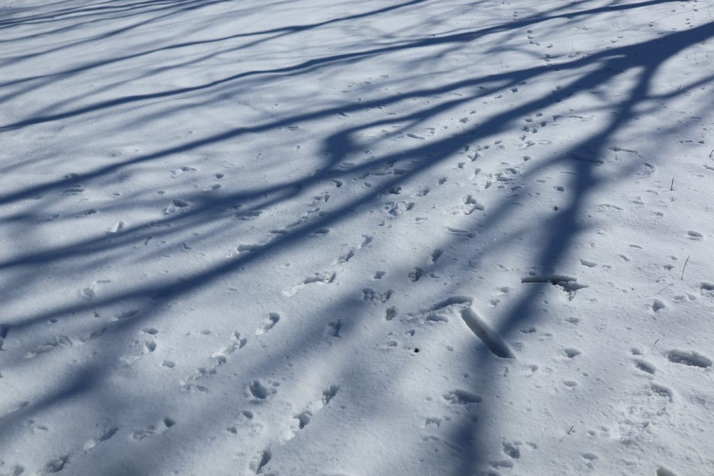本日は晴天なり
