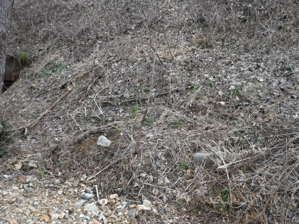 動物たちのお墓