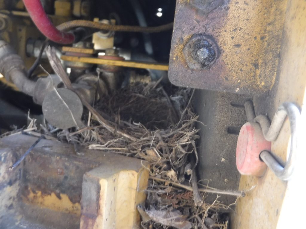 巣作りを始めたハクセキレイ