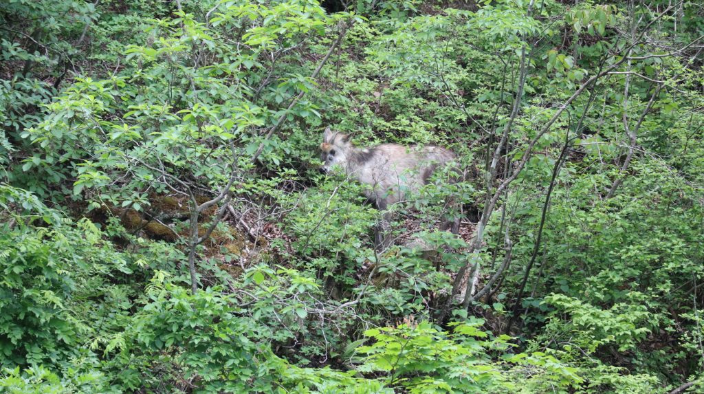 怪我を負ったニホンカモシカ