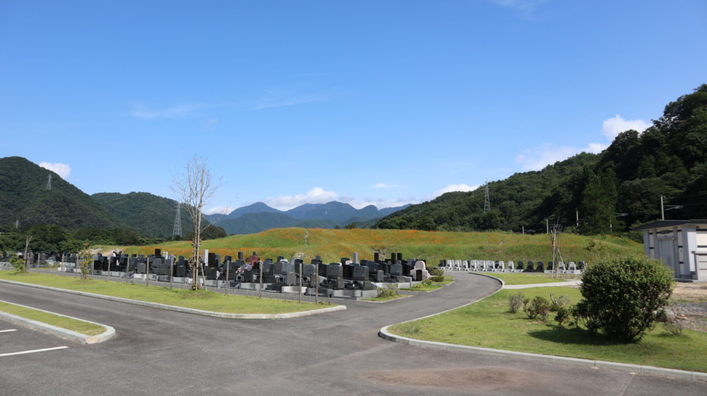 立谷川のキバナコスモス