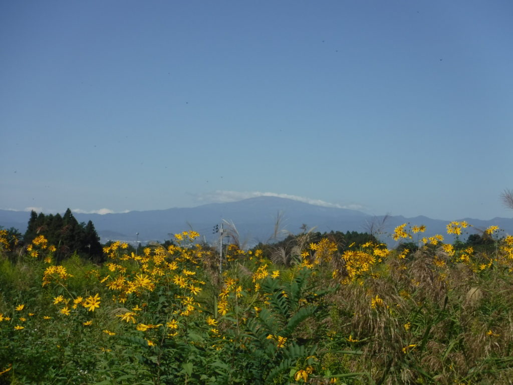 花の命は短くて