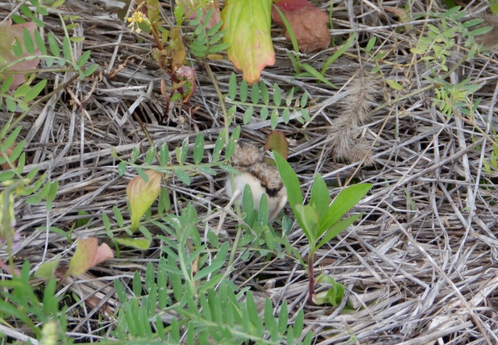 頭隠して尻隠さず
