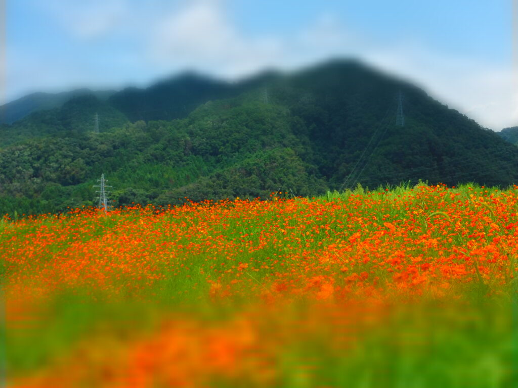 キバナコスモスの種を蒔きました