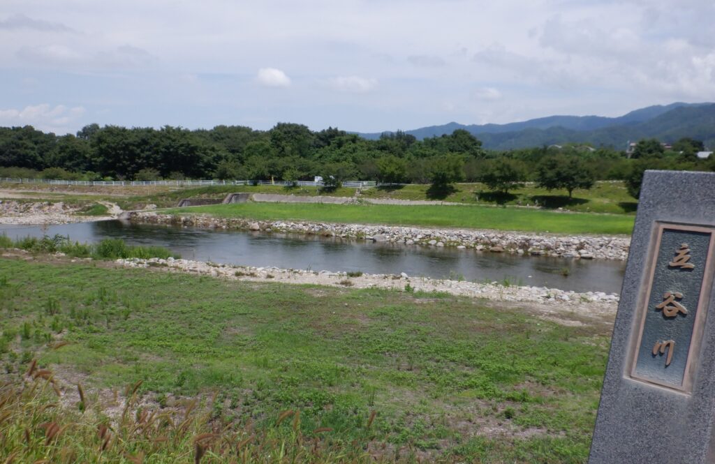 キバナコスモスの成長ぶり