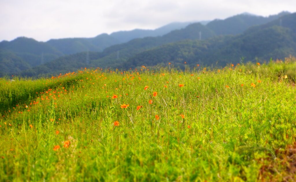 お盆の次は秋彼岸