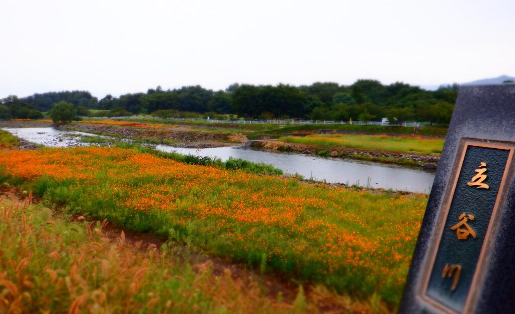 見頃を迎えたキバナコスモス