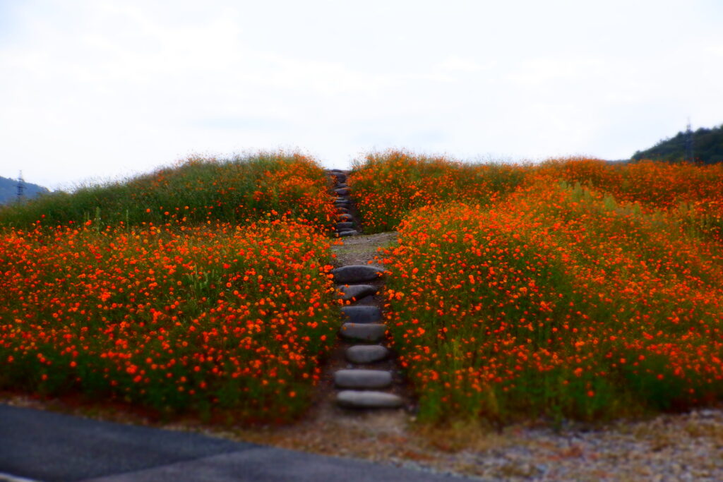 女ざかりは花盛り