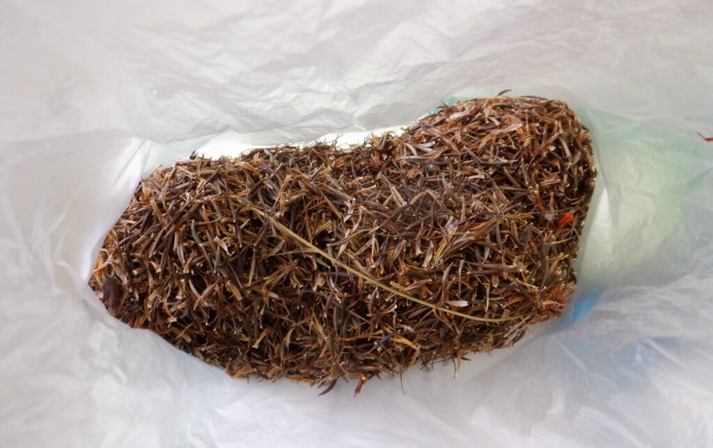 キバナコスモスの種