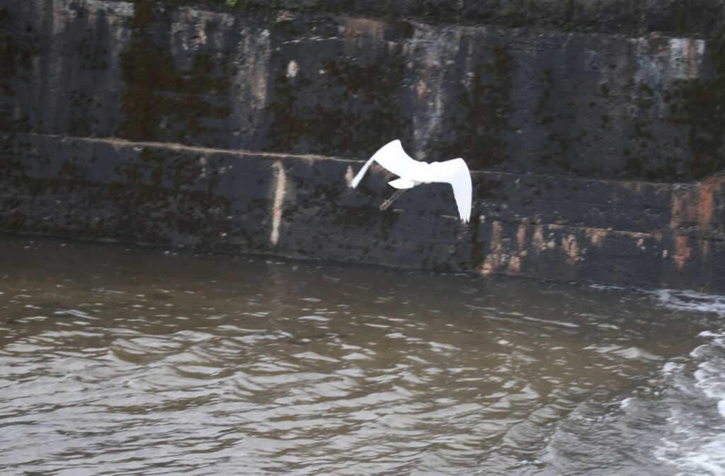 サギにご注意ください