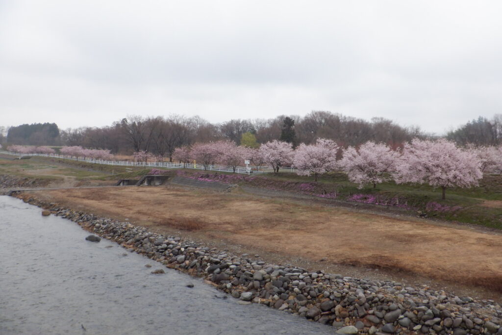 立谷川の桜情報
