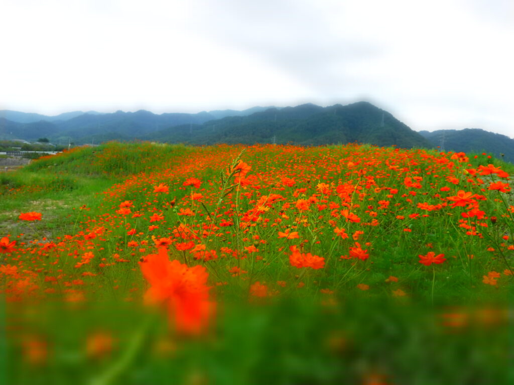 キバナコスモスの種を蒔きました