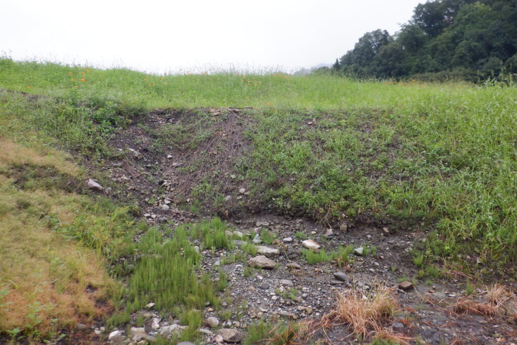 キバナコスモスの進捗状況