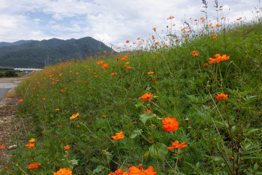 キバナコスモス　あれから1週間