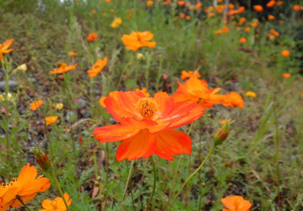 咲き始めたキバナコスモス