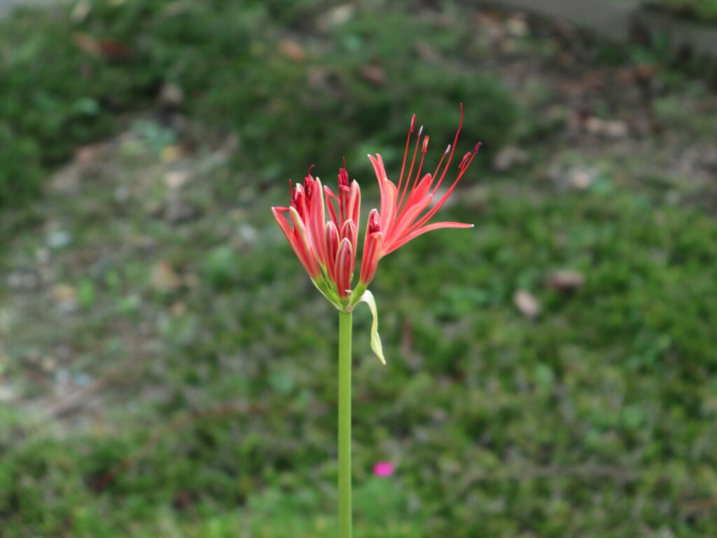 彼岸花（曼殊沙華）