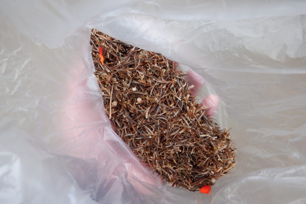 キバナコスモスの種取り