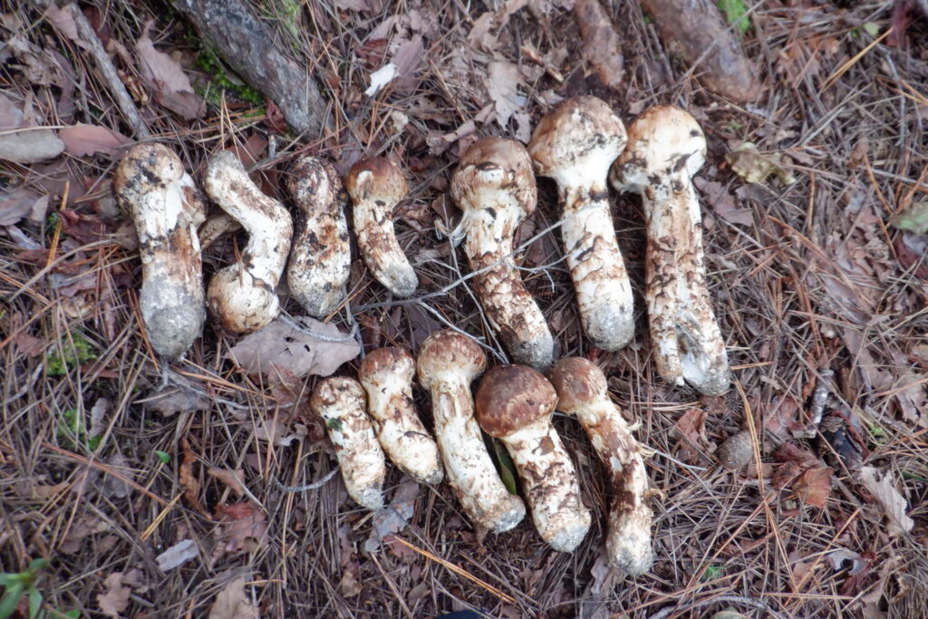 秋の味覚　マツタケ