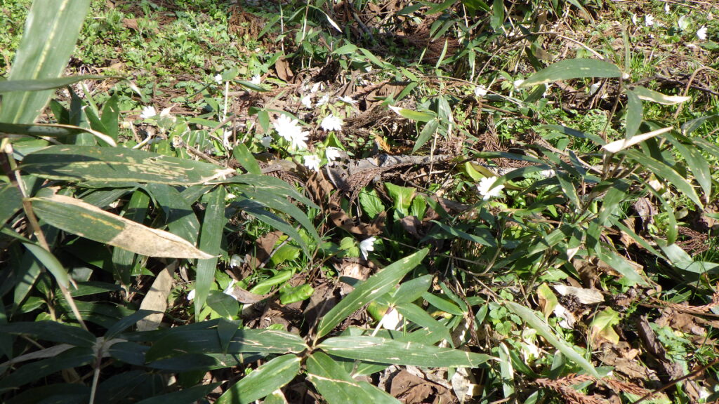 暑さ寒さも彼岸まで