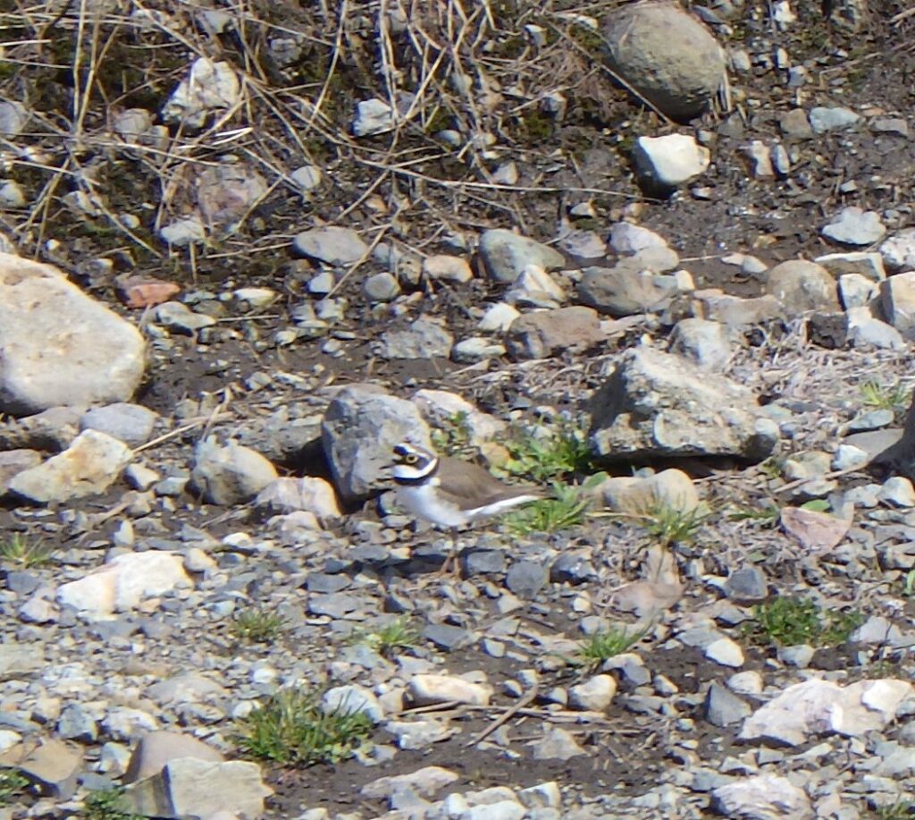 コチドリのちどり足