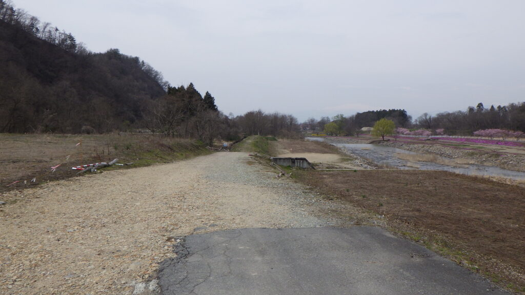 立谷川の芝ざくらが咲き始めました