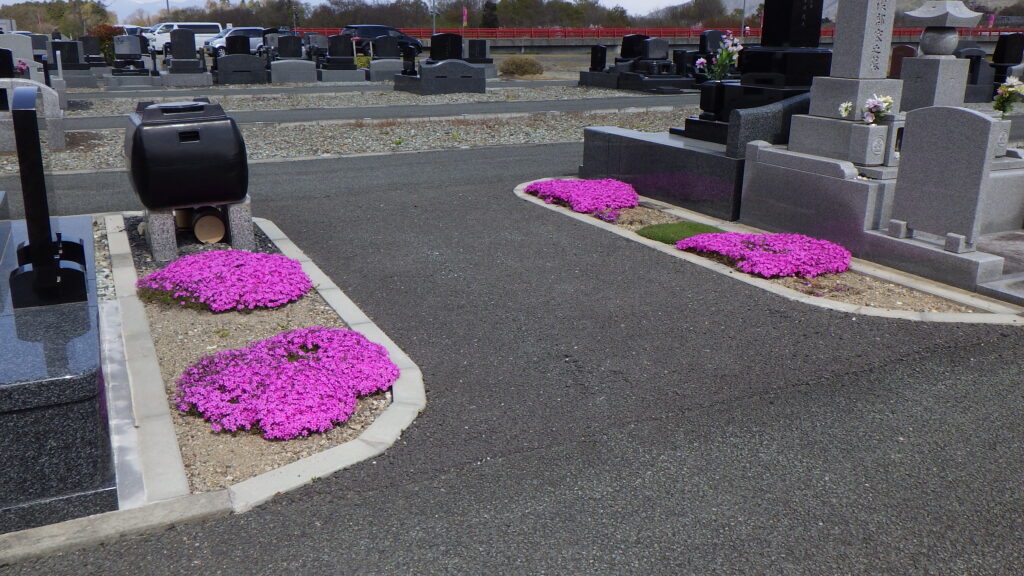 べにばな霊園の芝ざくら